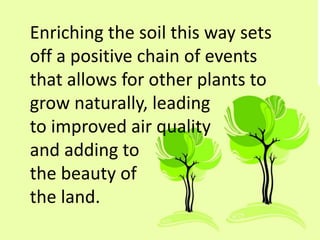Enriching the soil this way sets
off a positive chain of events
that allows for other plants to
grow naturally, leading
to improved air quality
and adding to
the beauty of
the land.
 