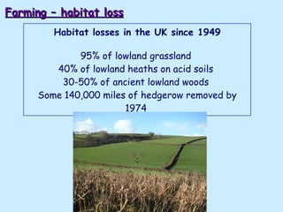 Habitat losses in the UK since 1949 95% of lowland grassland  40% of lowland heaths on acid soils  30-50% of ancient lowland woods  Some 140,000 miles of hedgerow removed by 1974   Farming – habitat loss 