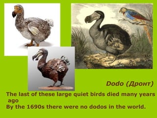 Dodo (Дронт)
The last of these large quiet birds died many years
ago
By the 1690s there were no dodos in the world.
 