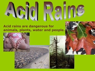 Acid rains are dangerous for
animals, plants, water and people.
 