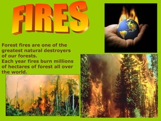Forest fires are one of the
greatest natural destroyers
of our forests.
Each year fires burn millions
of hectares of forest all over
the world.
 