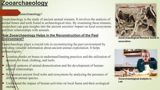 Zooarchaeology
 What is Zooarchaeology?
Zooarchaeology is the study of ancient animal remains. It involves the analysis of
animal bones and teeth found in archaeological sites. By examining these remains,
researchers can gain insights into the ancient societies' impact on local ecosystems
and their relationships with animals.
How Zooarchaeology Helps in the Reconstruction of the Past
Environment?
Zooarchaeology plays a crucial role in reconstructing the past environment by
providing valuable information about ancient animal exploitation. It helps
archaeologists:
 Examine marks on bones to understand hunting practices and the utilization of
animals for food, clothing, and tools.
 Identify patterns of animal domestication and the development of human-
animal relationships.
 Reconstruct ancient food webs and ecosystems by analyzing the presence of
different animal species.
 Understand the impact of human activities on local fauna and their ecological
niches
Zooarchaeological Remains found in
excavation.
Zooarchaeological analysis in
Lab
 