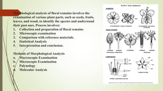 Morphological analysis of floral remains involves the
examination of various plant parts, such as seeds, fruits,
leaves, and wood, to identify the species and understand
their past uses. Process involves:
1. Collection and preparation of floral remains
2. Microscopic examination
3. Comparison with reference materials.
4. Statistical Analysis
5. Interpretation and conclusion.
Methods of Morphological Analysis
a. Macroscopic Examination
b. Microscopic Examination
c. Palynology
d. Molecular Analysis
 