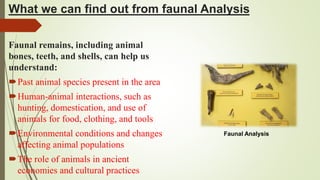 What we can find out from faunal Analysis
Faunal remains, including animal
bones, teeth, and shells, can help us
understand:
Past animal species present in the area
Human-animal interactions, such as
hunting, domestication, and use of
animals for food, clothing, and tools
Environmental conditions and changes
affecting animal populations
The role of animals in ancient
economies and cultural practices
Faunal Analysis
 