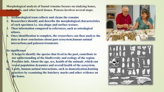 Morphological analysis of faunal remains focuses on studying bones,
teeth, shells, and other hard tissues. Process involves several steps:
1. Archaeological team collects and cleans the remains
2. Researchers identify and describe the morphological characteristics
of each specimen i.e. size,shape and surface texture.
3. Then information compared to references, such as osteological
atlases.
4. Once identification is complete, the researchers can then analyze the
data to draw conclusions about past ecosystem,human-animal
interactions,and paleoenvironments.
Its significance
i. It helps to identify the species that lived in the past, contribute to
our understanding of the biodiversity and ecology of the region.
ii. Provides info. About the age, sex, health of the animals ,which can
reveal population dynamics and overall health of the ecosystem.
iii. Lastly, human-animal interactions, such as domestication,hunting
practices by examining the butchery marks and other evidence on
the bones.
 