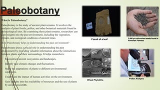 Paleobotany
What is Palaeobotany?
Palaeobotany is the study of ancient plant remains. It involves the
analysis of plant fossils, pollen, and other botanical materials found in
archaeological sites. By examining these plant remains, researchers can
gain insights into the past environment, including the vegetation,
climate, and ecological conditions of ancient times.
How Paleobotany helps in understanding the past environment?
Palaeobotany plays a crucial role in understanding the past
environment by providing valuable information about the interactions
between plants and their surroundings. It helps researchers:
• Reconstruct ancient ecosystems and landscapes.
• Identify past climate changes and fluctuations.
• Study the adaptations of plants to different environmental
conditions.
• Understand the impact of human activities on the environment.
• Gain insights into the availability of resources and the use of plants
by ancient societies.
2,800 yrs old ancient seeds found in
Armenian Fortress
Wheat Phytoliths
Pollen Analysis
Fossil of a leaf
 