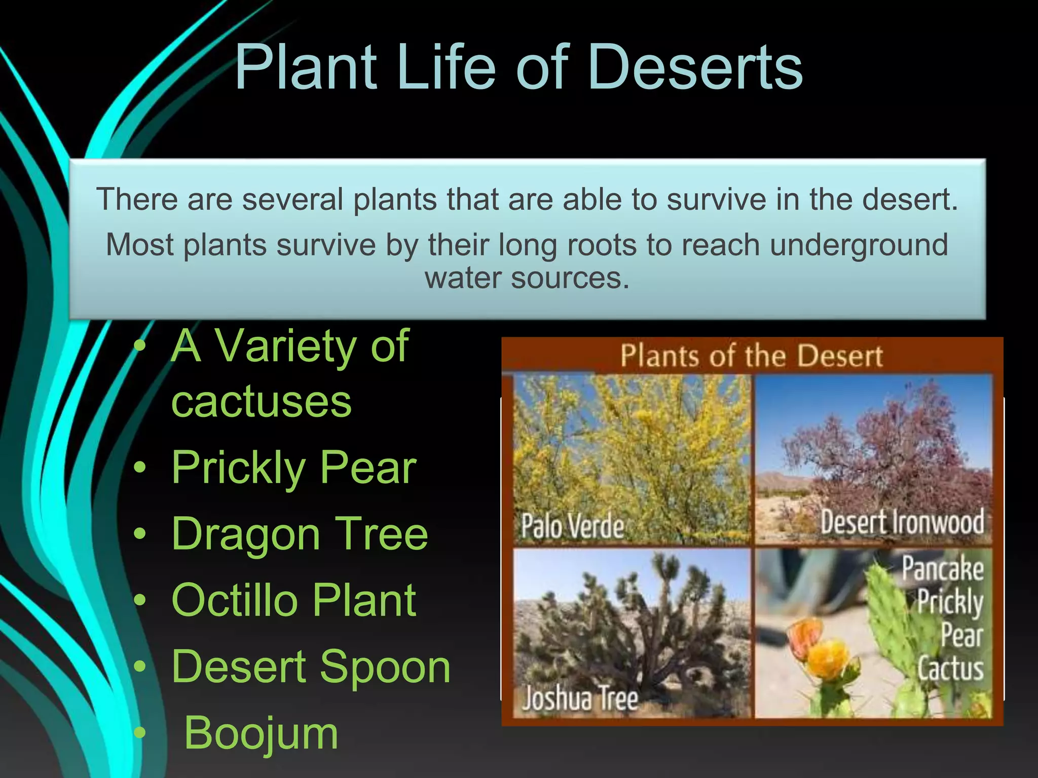 Plant Life of Deserts
• A Variety of
cactuses
• Prickly Pear
• Dragon Tree
• Octillo Plant
• Desert Spoon
• Boojum
There are several plants that are able to survive in the desert.
Most plants survive by their long roots to reach underground
water sources.
 