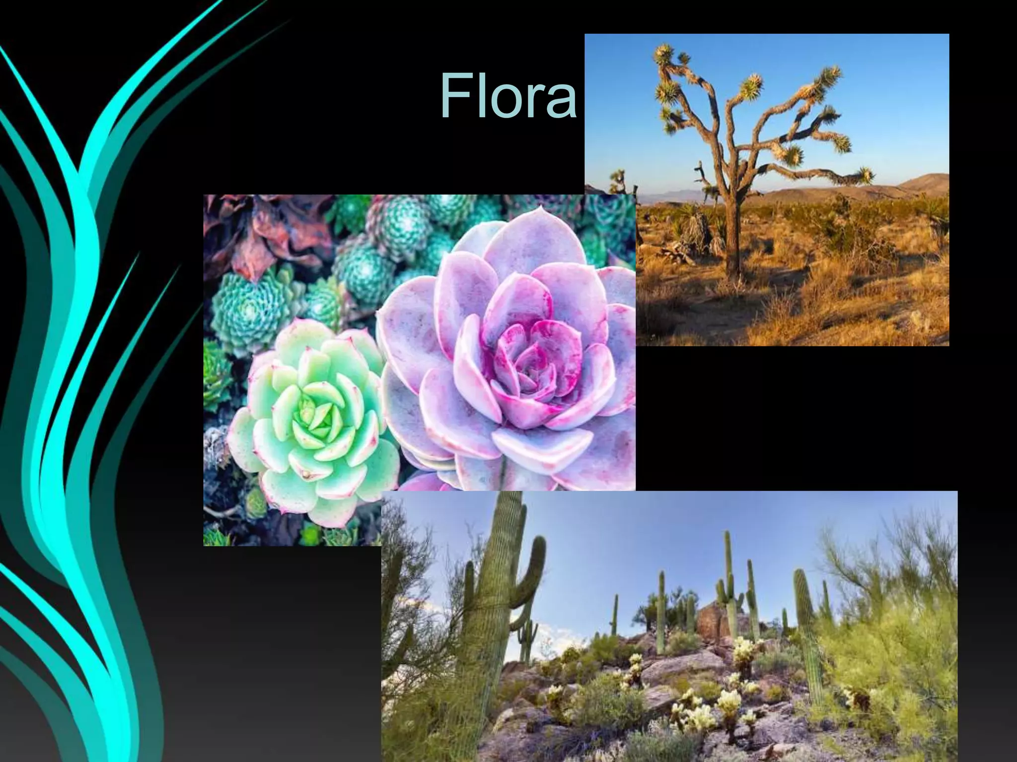 Flora
 