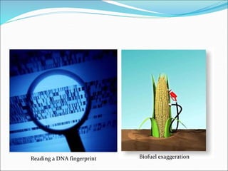 Reading a DNA fingerprint Biofuel exaggeration
 