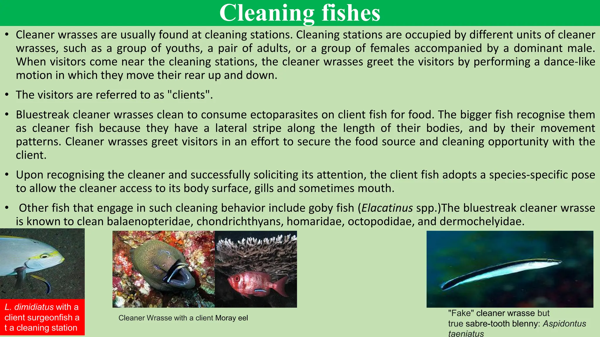 Aquatic Environment cleaning major fishes by B | PDF