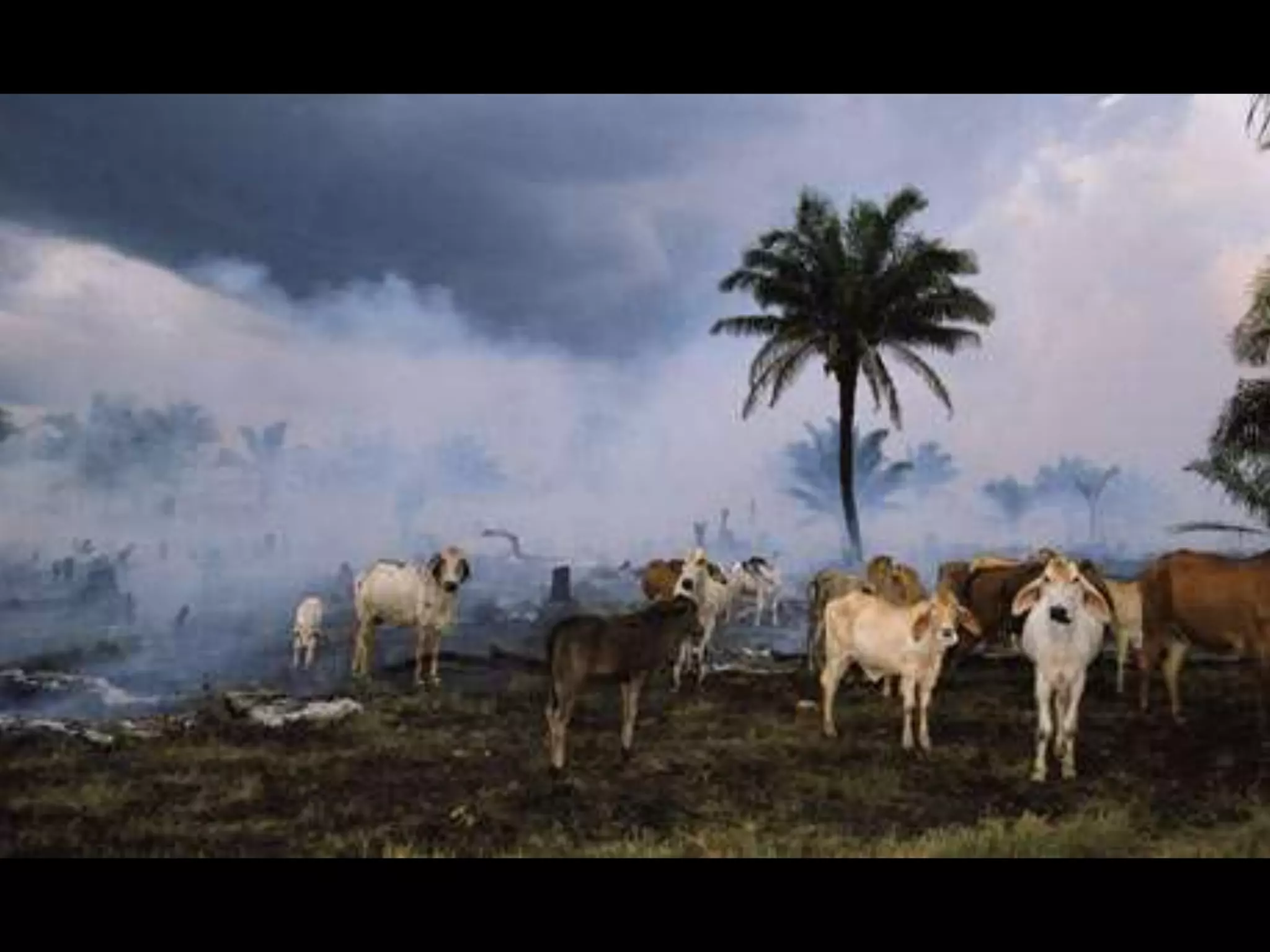 Environmental effects of agro industrialization