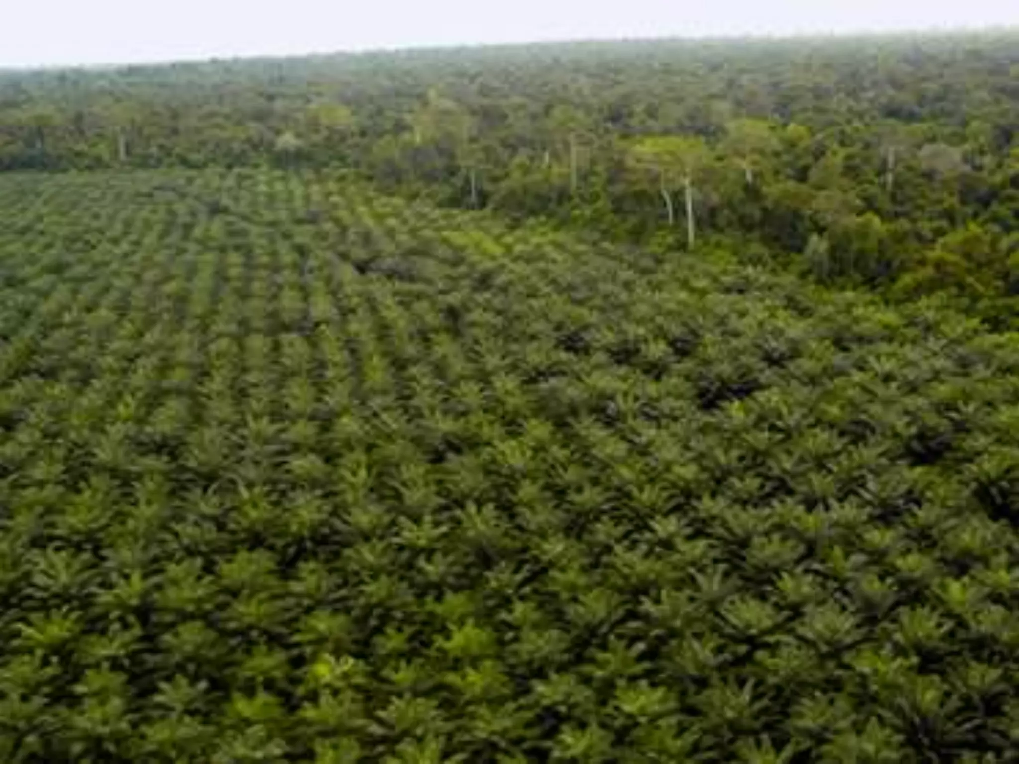 Environmental effects of agro industrialization