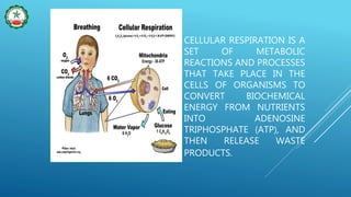 CELLULAR RESPIRATION IS A
SET OF METABOLIC
REACTIONS AND PROCESSES
THAT TAKE PLACE IN THE
CELLS OF ORGANISMS TO
CONVERT BIOCHEMICAL
ENERGY FROM NUTRIENTS
INTO ADENOSINE
TRIPHOSPHATE (ATP), AND
THEN RELEASE WASTE
PRODUCTS.
 