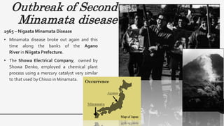 Outbreak of Second
Minamata disease
1965 – Nigaata Minamata Disease
• Minamata disease broke out again and this
time along the banks of the Agano
River in Niigata Prefecture.
• The Showa Electrical Company, owned by
Showa Denko, employed a chemical plant
process using a mercury catalyst very similar
to that used by Chisso in Minamata.
 