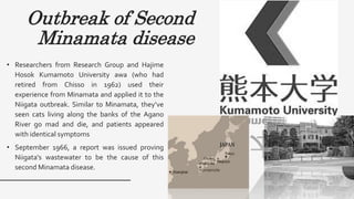 Outbreak of Second
Minamata disease
• Researchers from Research Group and Hajime
Hosok Kumamoto University awa (who had
retired from Chisso in 1962) used their
experience from Minamata and applied it to the
Niigata outbreak. Similar to Minamata, they’ve
seen cats living along the banks of the Agano
River go mad and die, and patients appeared
with identical symptoms
• September 1966, a report was issued proving
Niigata's wastewater to be the cause of this
second Minamata disease.
 