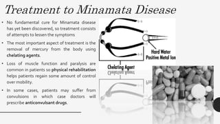 Treatment to Minamata Disease
• No fundamental cure for Minamata disease
has yet been discovered, so treatment consists
of attempts to lessen the symptoms
• The most important aspect of treatment is the
removal of mercury from the body using
chelating agents.
• Loss of muscle function and paralysis are
common in patients so physical rehabilitation
helps patients regain some amount of control
over mobility.
• In some cases, patients may suffer from
convulsions in which case doctors will
prescribe anticonvulsant drugs.
 