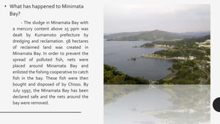 • What has happened to Minimata
Bay?
- The sludge in Minamata Bay with
a mercury content above 25 ppm was
dealt by Kumamoto prefecture by
dredging and reclamation. 58 hectares
of reclaimed land was created in
Minamata Bay. In order to prevent the
spread of polluted fish, nets were
placed around Minamata Bay and
enlisted the fishing cooperative to catch
fish in the bay. These fish were then
bought and disposed of by Chisso. By
July 1997, the Minamata Bay has been
declared safe and the nets around the
bay were removed.
 