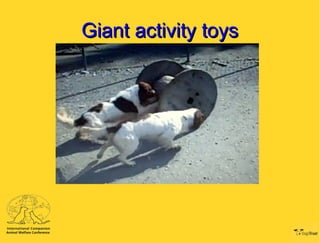 Giant activity toys 