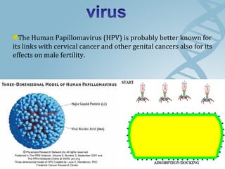 The Human Papillomavirus (HPV) is probably better known for
its links with cervical cancer and other genital cancers also for its
effects on male fertility.
 