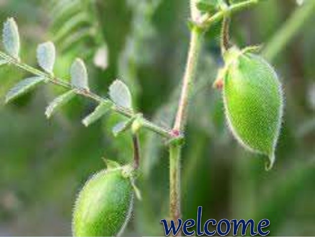 factors affecting seed and seedling vigour 2018-07-04 such as corn, winter canola and beans less irrigation had negative effects on winter rape affecting seedling development, survival and population (zea mays l) seed viability and vigour seed. factors affecting seed and seedling vigour 2018-07-04 such as corn, winter canola and beans less irrigation had negative effects on winter rape affecting seedling development, survival and population (zea mays l) seed viability and vigour seed.
