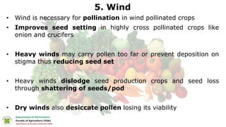 5. Wind
• Wind is necessary for pollination in wind pollinated crops
• Improves seed setting in highly cross pollinated crops like
onion and crucifers
• Heavy winds may carry pollen too far or prevent deposition on
stigma thus reducing seed set
• Heavy winds dislodge seed production crops and seed loss
through shattering of seeds/pod
• Dry winds also desiccate pollen losing its viability
 