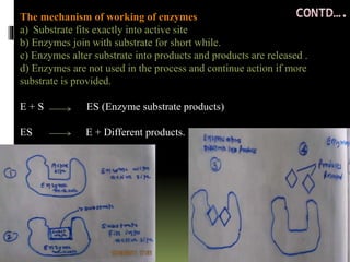 The mechanism of working of enzymes
a) Substrate fits exactly into active site
b) Enzymes join with substrate for short while.
c) Enzymes alter substrate into products and products are released .
d) Enzymes are not used in the process and continue action if more
substrate is provided.
E + S ES (Enzyme substrate products)
ES E + Different products.
 