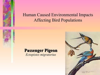 Passenger Pigeon Ectopistes migratorius ,[object Object],[object Object],[object Object],[object Object],[object Object],[object Object],[object Object],[object Object],[object Object],Human Caused Environmental Impacts Affecting Bird Populations 