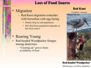 Loss of Food Source Red-headed Woodpecker forages among dead trees “ Cleaning-up” groves limits availability of food Red Knot Caladris canutus Red-headed Woodpecker Melanerpes erythroceaphalus Rearing Young Migration Red Knot migration coincides with horseshoe crab egg laying Drastic drop in crab population 80% Red Knot population depends on this food source 