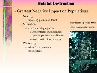Habitat Destruction - Greatest Negative Impact on Populations Nesting especially plains and forest Migration removal of staging areas  concentrated species means greater potential for  disease more limited food sources Wintering safety from predators food sources Northern Spotted Owl Strix occidentals caurina 