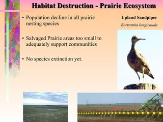 Habitat Destruction - Prairie Ecosystem Population decline in all prairie nesting species Salvaged Prairie areas too small to adequately support communities No species extinction yet. Upland Sandpiper Bartramia longicauda 