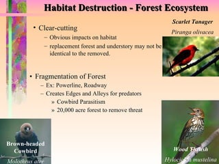 Habitat Destruction - Forest Ecosystem Fragmentation of Forest Ex: Powerline, Roadway Creates Edges and Alleys for predators Cowbird Parasitism 20,000 acre forest to remove threat Scarlet Tanager Piranga olivacea Wood Thrush Hylocichla mustelina Clear-cutting  Obvious impacts on habitat replacement forest and understory may not be identical to the removed. Brown-headed Cowbird Molothrus ater 
