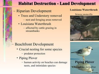 Habitat Destruction - Land Development Riparian Development  Trees and Understory removed nest and foraging areas removed Louisiana Waterthrush affected by cattle grazing in streambanks Louisiana Waterthrush Seiurus motacilla Piping Plover Charadrius melodrus   Beachfront Development Crucial nesting for some species predator protection Piping Plover human activity on beaches can damage nests, and intimidate species 