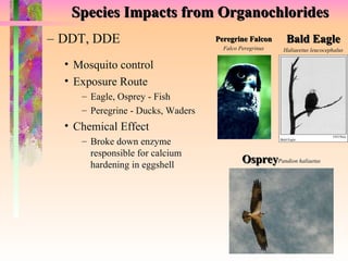 Species Impacts from Organochlorides DDT, DDE Bald Eagle Haliaeetus leucocephalus Osprey Pandion haliaetus Peregrine Falcon Falco Peregrinus Mosquito control Exposure Route Eagle, Osprey - Fish Peregrine - Ducks, Waders Chemical Effect Broke down enzyme responsible for calcium hardening in eggshell 