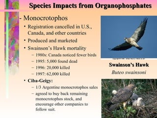 Species Impacts from Organophosphates - Monocrotophos Swainson’s Hawk Buteo swainsoni Registration cancelled in U.S., Canada, and other countries Produced and marketed Swainson’s Hawk mortality 1980s: Canada noticed fewer birds 1995: 5,000 found dead 1996: 20,000 killed 1997: 62,000 killed Ciba-Geigy:  1/3 Argentine monocrotophos sales agreed to buy back remaining monocrotophos stock, and encourage other companies to follow suit. 