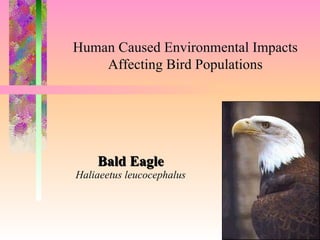 Bald Eagle Haliaeetus leucocephalus To insert your company logo on this slide From the Insert Menu Select “Picture” Locate your logo file Click OK To resize the logo Click anywhere inside the logo. The boxes that appear outside the logo are known as “resize handles.”  Use these to resize the object.  If you hold down the shift key before using the resize handles, you will maintain the proportions of the object you wish to resize. Human Caused Environmental Impacts Affecting Bird Populations 