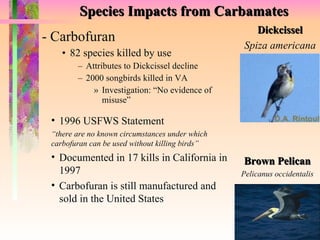 Species Impacts from Carbamates - Carbofuran 82 species killed by use  Attributes to Dickcissel decline 2000 songbirds killed in VA Investigation: “No evidence of misuse” Dickcissel Spiza americana Brown Pelican Pelicanus occidentalis 1996 USFWS Statement “ there are no known circumstances under which  carbofuran can be used without killing birds” Documented in 17 kills in California in 1997 Carbofuran is still manufactured and sold in the United States 