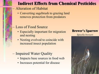 Indirect Effects from Chemical Pesticides Alteration of Habitat Converting sagebrush to grazing land removes protection from predators  Loss of Food Source Especially important for migration and nesting Nesting evolved to coincide with increased insect population Impaired Water Quality Impacts base sources in food web Increases potential for disease Brewer’s Sparrow Spizella breweri 