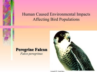 Peregrine Falcon Falco peregrinus To insert your company logo on this slide From the Insert Menu Select “Picture” Locate your logo file Click OK To resize the logo Click anywhere inside the logo. The boxes that appear outside the logo are known as “resize handles.”  Use these to resize the object.  If you hold down the shift key before using the resize handles, you will maintain the proportions of the object you wish to resize. Human Caused Environmental Impacts Affecting Bird Populations 