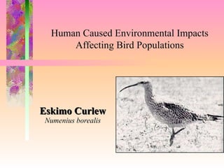 Eskimo Curlew Numenius borealis To insert your company logo on this slide From the Insert Menu Select “Picture” Locate your logo file Click OK To resize the logo Click anywhere inside the logo. The boxes that appear outside the logo are known as “resize handles.”  Use these to resize the object.  If you hold down the shift key before using the resize handles, you will maintain the proportions of the object you wish to resize. Human Caused Environmental Impacts Affecting Bird Populations 