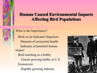 Human Caused Environmental Impacts Affecting Bird Populations What is the Importance? To insert your company logo on this slide From the Insert Menu Select “Picture” Locate your logo file Click OK To resize the logo Click anywhere inside the logo. The boxes that appear outside the logo are known as “resize handles.”  Use these to resize the object.  If you hold down the shift key before using the resize handles, you will maintain the proportions of the object you wish to resize. Photo by Steven Holt Birds as an Indicator Organism Measure of ecosystem health Indicator of potential human impact Bird watching as a hobby Fastest growing hobby in U.S. Ecotourism Rapidly growing industry 
