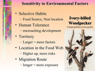 Sensitivity to Environmental Factors Selective Habits Food Source, Nest location Human Tolerance encroaching development Territory Larger = more factors Location in the Food Web Higher up, more risks Migration Route longer = more exposure Ivory-billed Woodpecker Campephilus principalis 