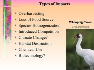 Types of Impacts Overharvesting Loss of Food Source Species Homogenization  Introduced Competition Climate Change? Habitat Destruction Chemical Use Biotechnology? Whooping Crane Grus americana 