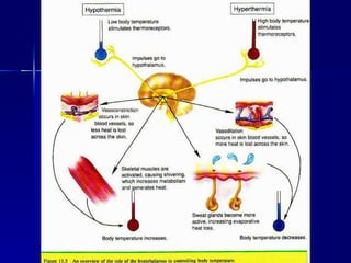 Environmental influences on_performance,_exercise_in_hypobaric ...