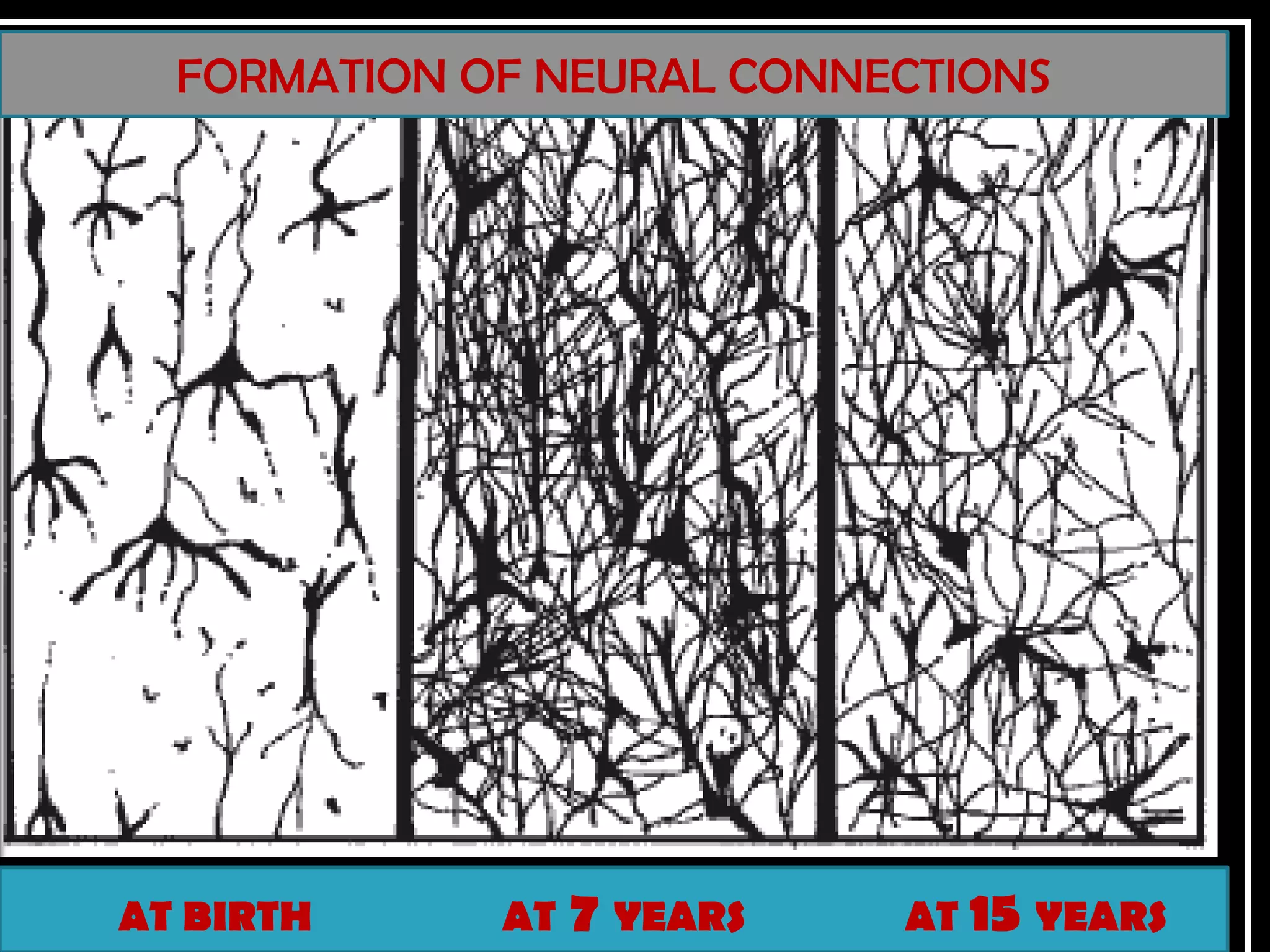 FORMATION OF NEURAL CONNECTIONS          AT BIRTH                  AT 7 YEARS               AT 15 YEARS