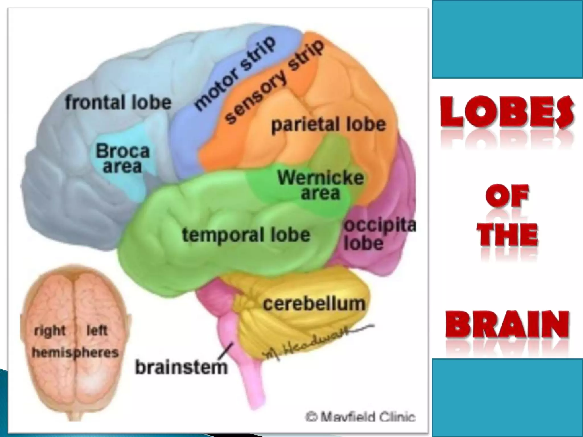 LobesOfThebrain