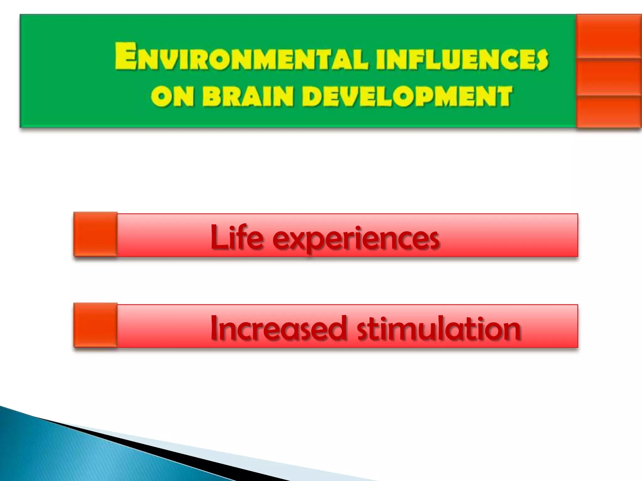 ENVIRONMENTAL INFLUENCES ON BRAIN DEVELOPMENT		Life experiences		Increased stimulation