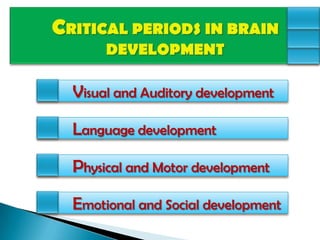 Environmental Influences On The Development Of The Brain | PPTX