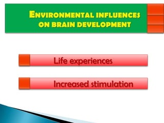 Environmental influences on the pace of brain development