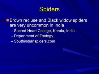 Spiders Brown recluse and Black widow spiders are very uncommon in India Sacred Heart College, Kerala, India Department of Zoology Southindianspiders.com 