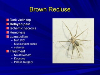 Brown Recluse Dark violin top Delayed pain Ischemic necrosis Hemolysis Loxoscelism N/V, F/C Muscle/joint aches seizures Treatment No antivenom Dapsone Plastic Surgery 